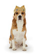 chien beagle avec couronne de roi chien beagle avec couronne de roi
