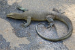 monitor lizard