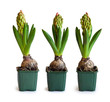 Three pink hyacinth in garden pots Three pink hyacinth in garden pots
