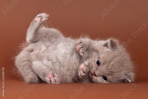 Photo: British kitten on brown background British kitten on brown background