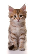 portrait of a cute golden siberian kitten isolated on white back