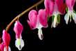 Bleeding hearts Bleeding hearts