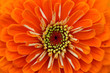 Zinnia flower background Zinnia flower background