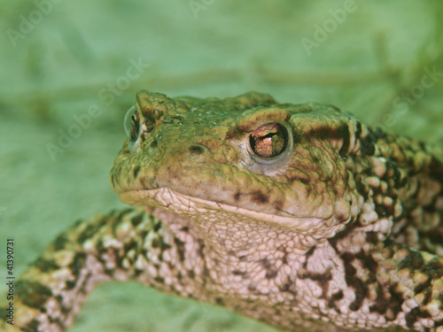 Foto: Erdkröte Unterwasser (Bufo bufo) Erdkröte Unterwasser (Bufo bufo)
