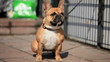 Video: Small French bulldog on a leash, close-up Small French bulldog on a leash, close-up