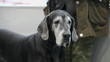 Huge black Great Dane  looking at camera, close-up