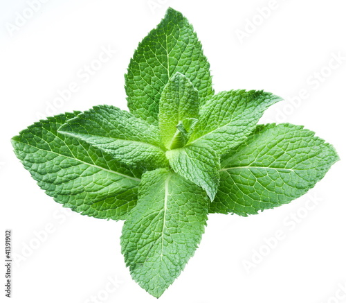 Photo: Leaves of mint Leaves of mint