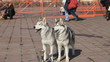 Video: pair of Siberian huskies, close-up pair of Siberian huskies, close-up
