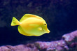 Poisson chirurgien jaune Poisson chirurgien jaune
