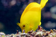 Poisson tropical jaune Poisson tropical jaune