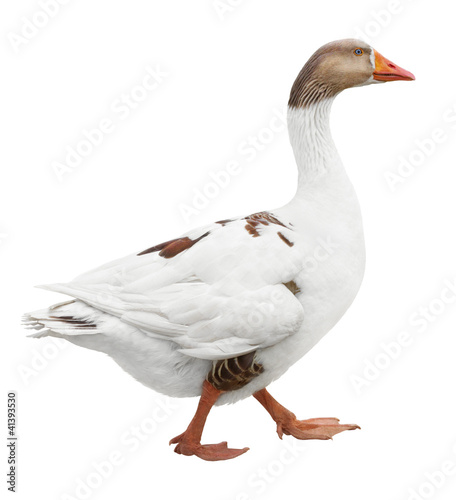 Photo: White goose isolated on white White goose isolated on white