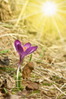 Crocus flower