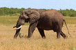Foto: Elefant Elefant