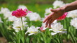 Video: Tulips flowers caressed by woman hand, closeup view Tulips flowers caressed by woman hand, closeup view