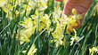 Yellow narcissus flowers caressed by woman hand, closeup view Yellow narcissus flowers caressed by woman hand, closeup view