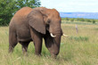 Elefant