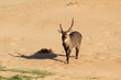 Wasserbock