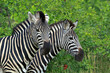 Zebras