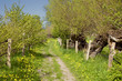 Weg durch die Felder, Schleswig-Holstein im Frühling