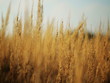 Gold Field