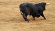 falling bull in the bullring. Powerful spanish bull falling bull in the bullring. Powerful spanish bull