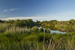 etang corse (biguglia)