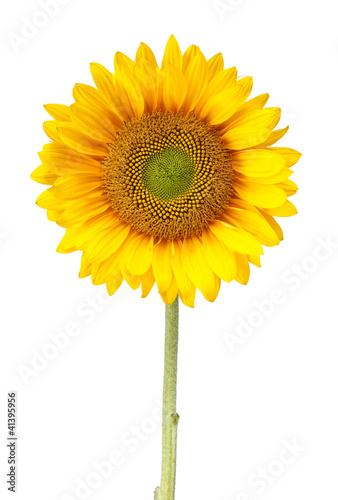 Photo: sunflower isolated on white with clipping path sunflower isolated on white with clipping path