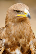 Golden Eagle