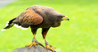 Brown Eagle