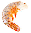 Isolated Shrimp