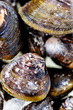Frozen clams