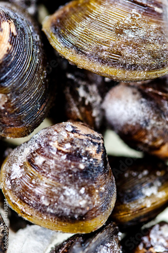 Photo: Frozen clams Frozen clams