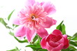 芍薬の花
