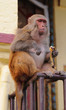 Monkey eating banana Monkey eating banana
