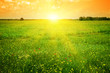 Beautiful sunset on a spring field