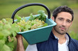 Man harvesting grapes in a vineyard