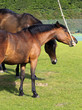 Two horses playing with rope in a meadow