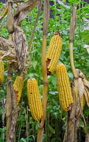 Photo: épis de maîs épis de maîs