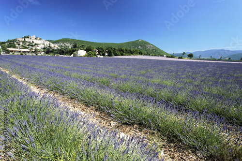Photo: lavender landscape lavender landscape