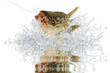 Fische 106