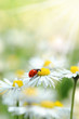 Frühling 193