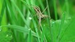 Spider caught the fly and eats it