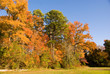 Autumn Field