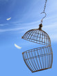 Freedom concept. Escaping from the cage