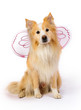 Border Collie dressed as a fairy