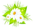 Bouquet of daisies