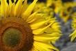 Sonnenblume