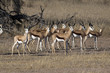 Springbok in the Kalahari