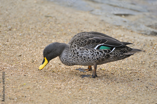 Photo: Gelbschnabelente Gelbschnabelente