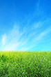 green peace field green peace field